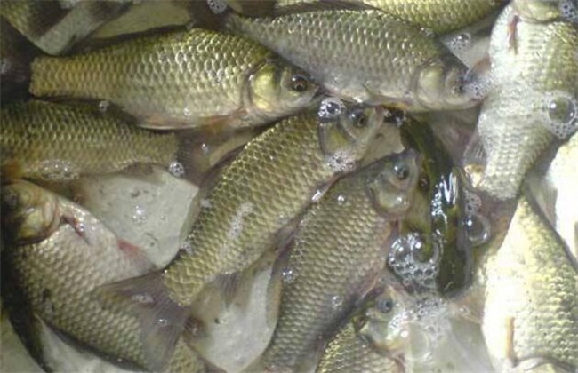 Culture mode of crucian carp