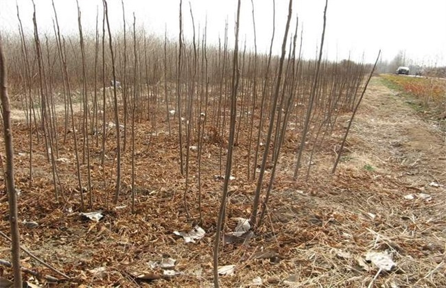 Seedling raising techniques of neem