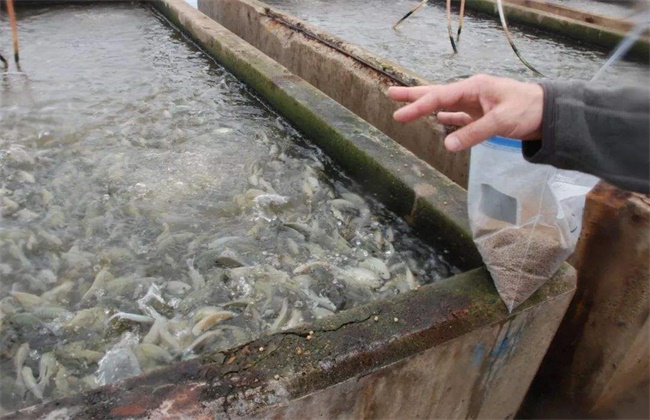 What should be paid attention to in tilapia culture