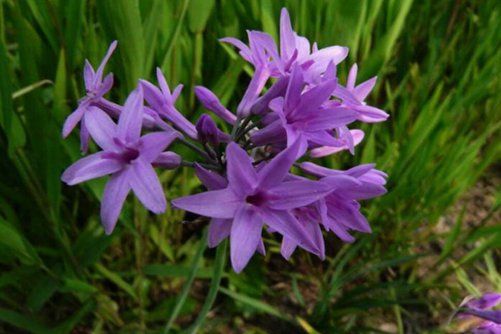 Mastering these points in the breeding method of purple flower, let the purple flower become the purple spirit of the garden