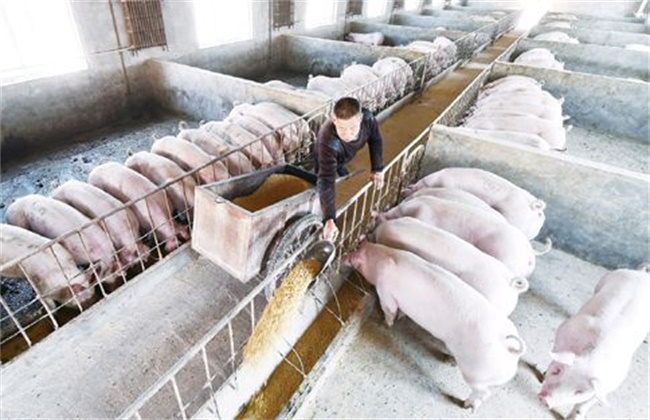 What conditions are needed for rapid fattening of pigs