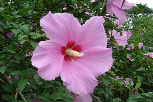 How to raise hibiscus flowers? master these four skills to make hibiscus flowers colorful.