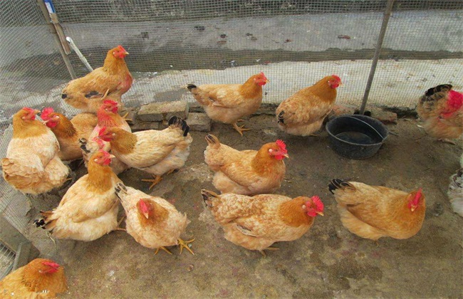 Key points of feeding and management of laying hens in spring