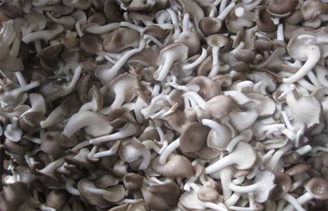 Planting conditions of Pleurotus ostreatus