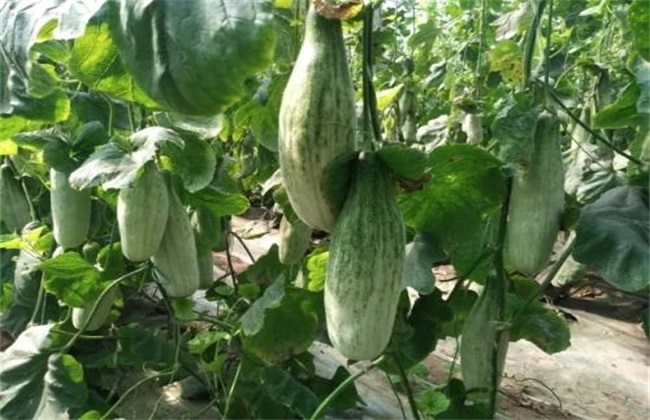 Field management of Yangjiao honey muskmelon