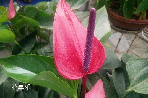 What if Anthurium andraeanum only grows leaves but does not blossom? there are four reasons and four treatment methods.