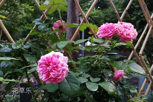 How to raise rose flowers in order to make potted roses safe in summer?