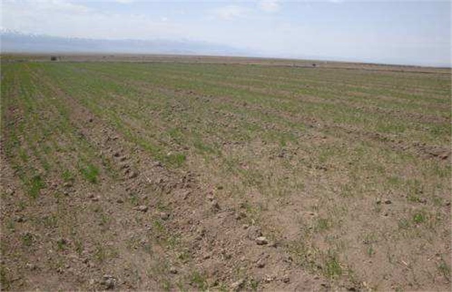 Causes of uneven emergence of wheat seedlings and remedial measures