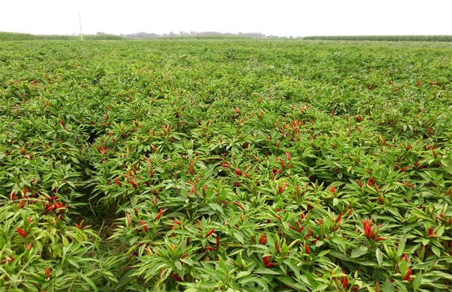 Planting techniques of Chaotian Pepper