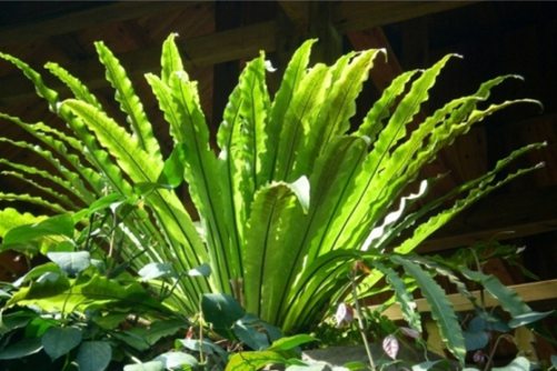 How to deal with the yellowing of bird's nest fern leaves? The Bird's Nest may not be in Beijing, it may also be in your home!