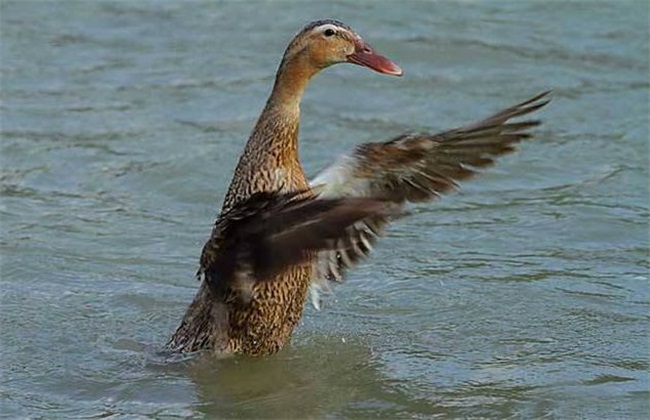 Breeding techniques of Linwu Duck