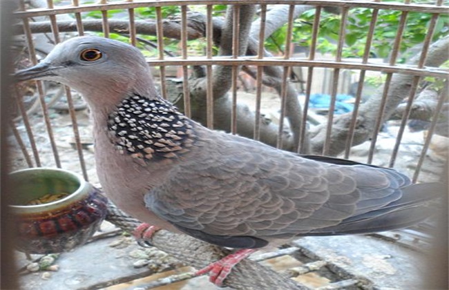 What do you need to pay attention to when breeding turtledoves?