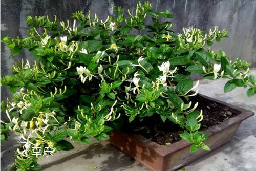 How to raise bonsai of honeysuckle? Honeysuckle can branch short flowers and multiply.