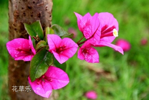 The culture method of triangular plum is so colorful that it blossoms for more than half a year.