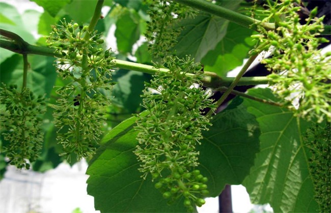 What if the inflorescence of grapes is small?