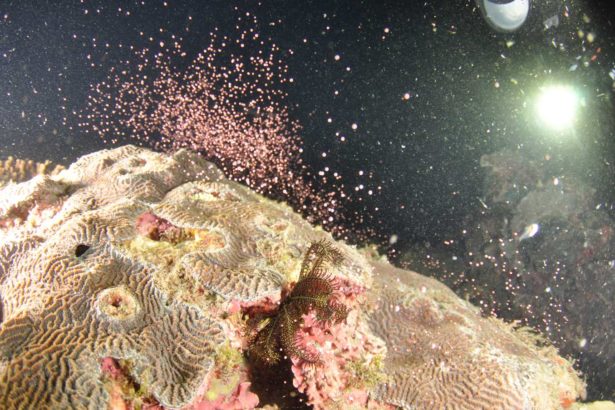 Beautiful coral reef spawns, the first scientific record on the east coast! Red, purple, treasure and blue snowflakes are flying, and scientists call for conservation