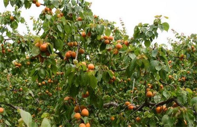 Causes and Solutions of Flower and Fruit drop of Apricot