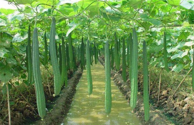 Planting techniques of towel gourd in early spring