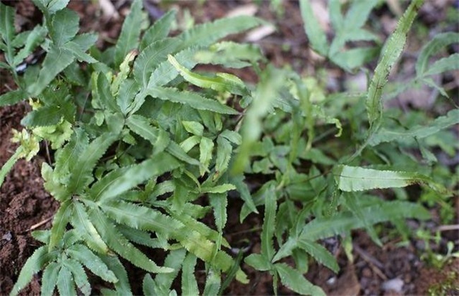 Cultivation techniques of Pteris multiflora