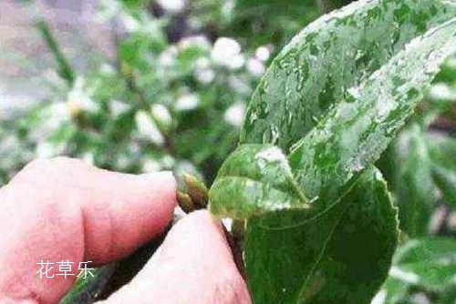 Learn the perfect bonsai shape, starting with picking buds, hearts and leaves.