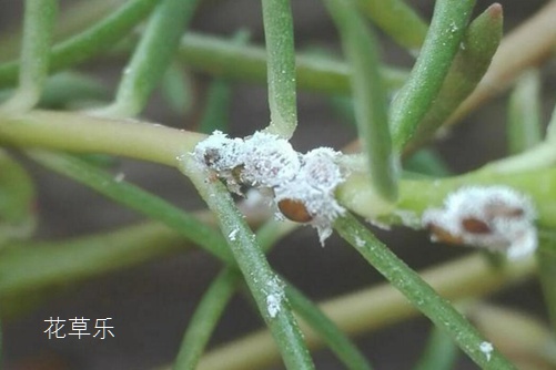 Sunflower infected with shell insects how to treat, do not need pesticides can eliminate shell insects seven tricks