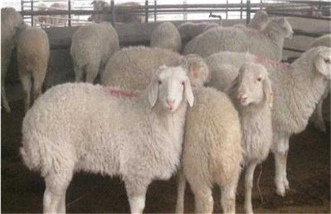 Feeding and management techniques of small-tailed Han sheep