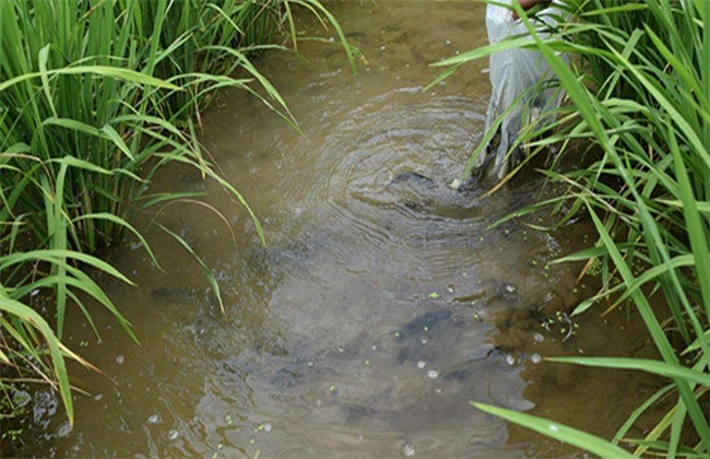 Culture technology of rice flower fish