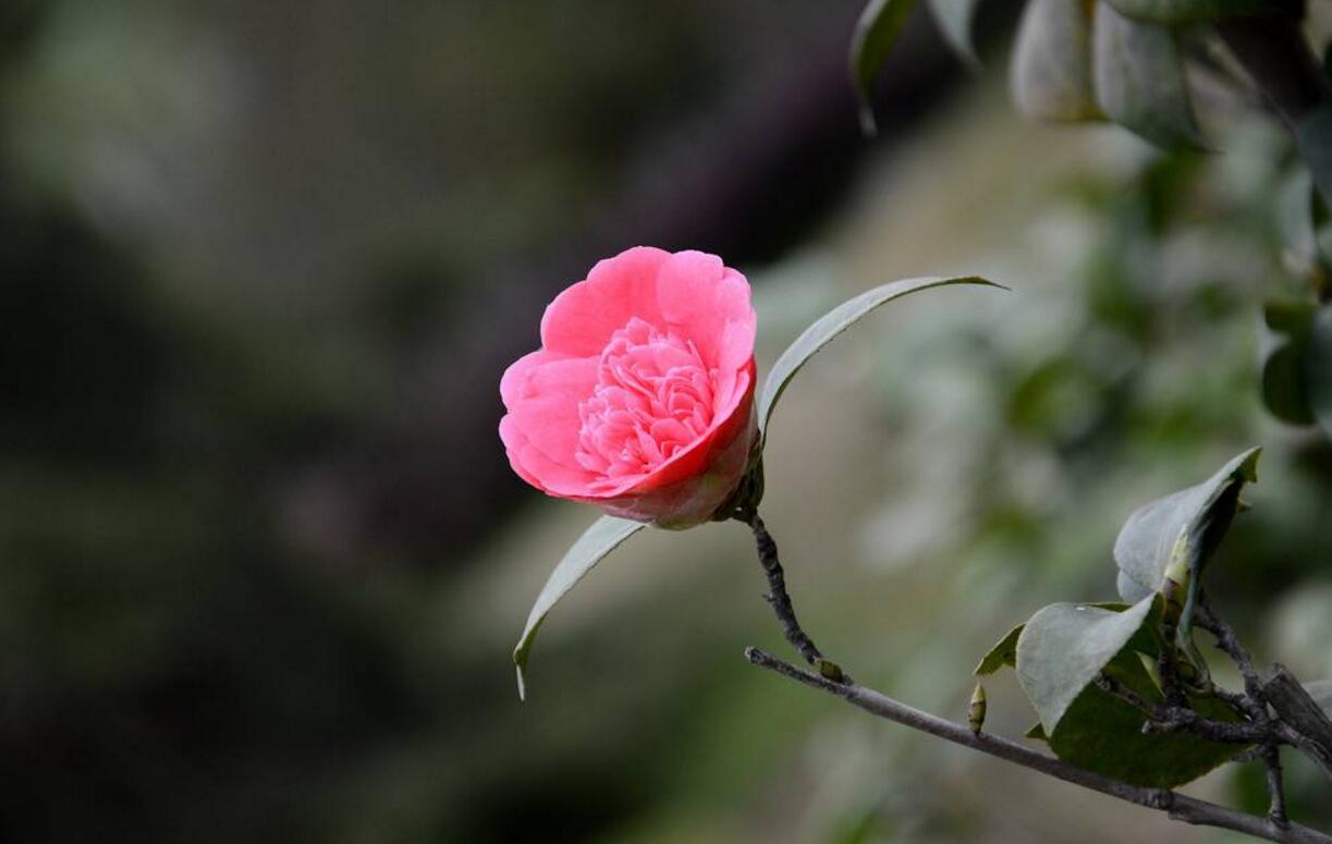 Do you want the camellia flowers to be full of flowers? please take a look at the complete introduction of the culture methods of camellia.