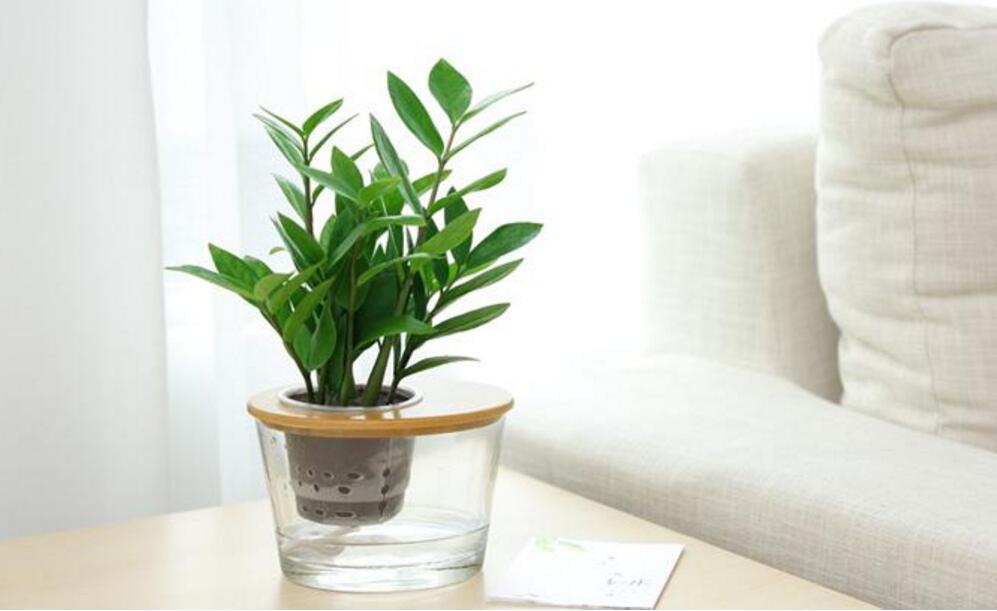 Control and management of diseases and insect pests of 11 common indoor foliage plants