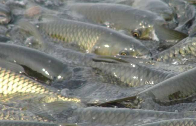 How to breed grass carp in summer