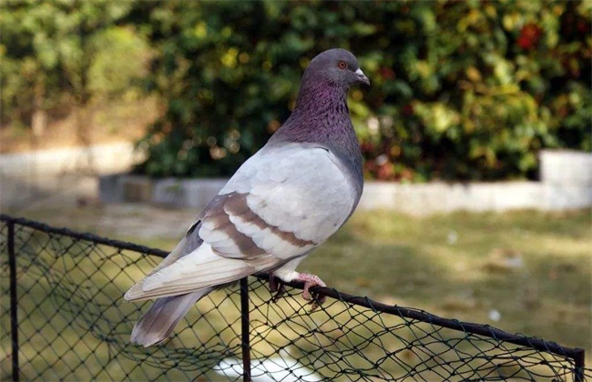 Reasons for the low homing rate of racing pigeons