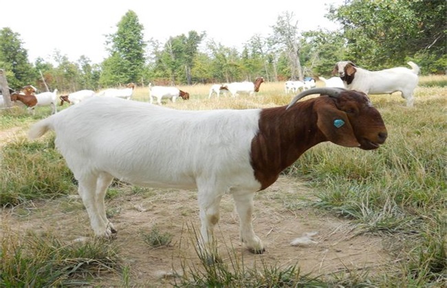 Points for attention in the stocking of Boer Goat