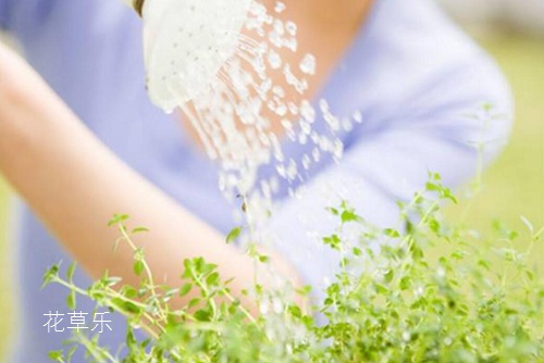 It is said that bonsai watering takes three years and three minutes to teach you the correct way to water flowers.