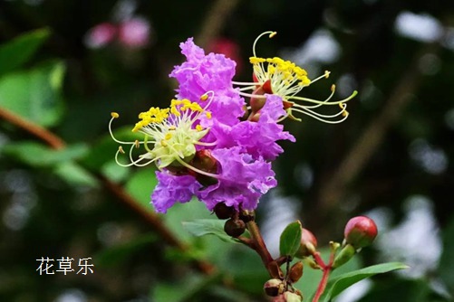 Erkang, come and have a look at your crape myrtle-symptoms and control methods of diseases and insect pests in crape myrtle