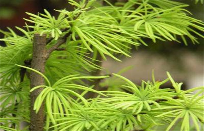 Cultivation techniques of bauhinia bark