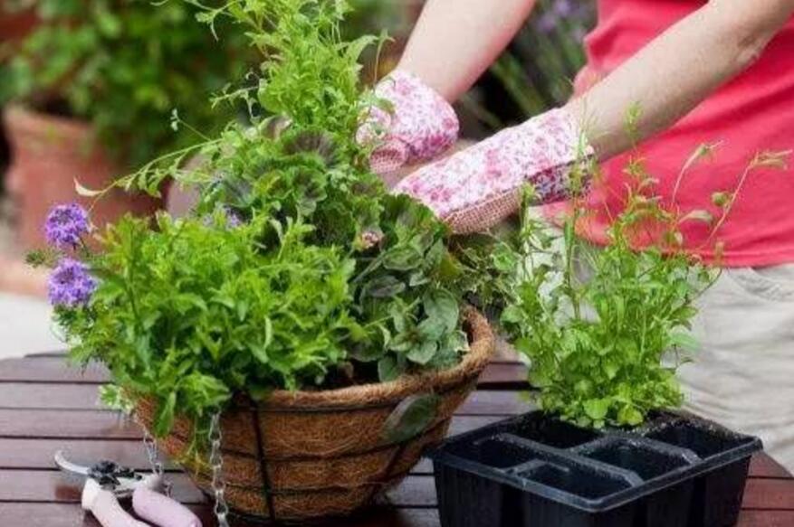 How to trim flower bonsai in winter and spring