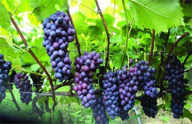 How to improve the Fruit setting rate of Jufeng Grape