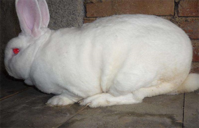 Introduction and pictures of Rex rabbit