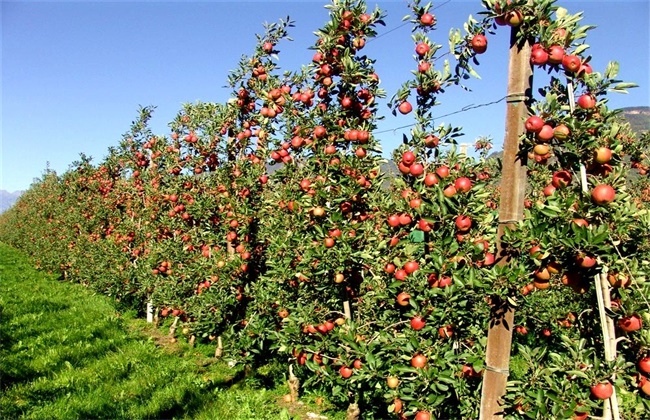 Reasons for the phenomenon of the size of fruit trees