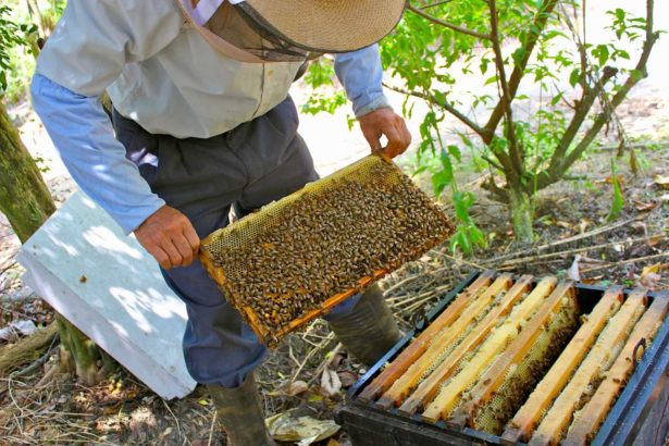 The worst spring for beekeeping! The natural disaster was serious, and the government offered a number of subsidies. Bee farmers: beekeeping is the most serious in 50 years.