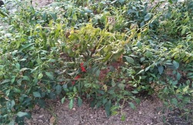 Prevention and control measures of premature senescence of hot pepper