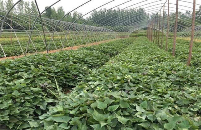 How to carry out the field management of sweet potato