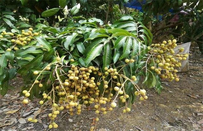 Planting management technology of longan