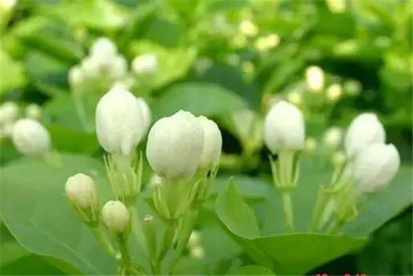 Why do jasmine flowers only grow leaves but not blossom? only in this way can jasmine flowers bloom continuously.