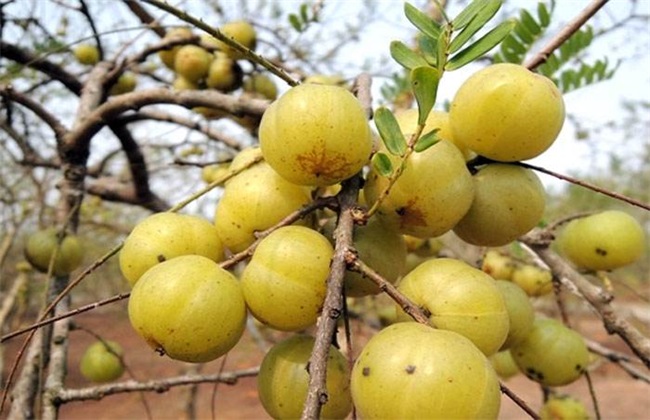 Planting Technology of Phyllanthus emblica