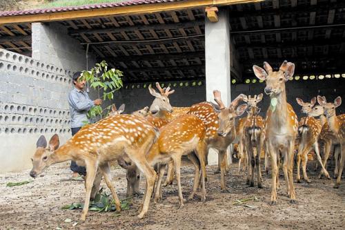 Is it easy to raise sika deer? How is the sika deer introduced? what are the specific conditions for breeding?