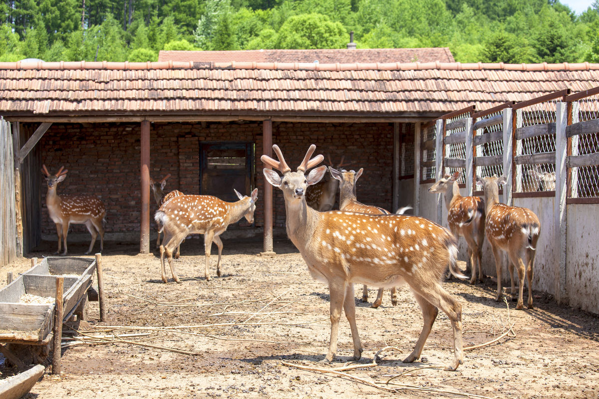 Construction plan and design drawing of sika deer breeding site