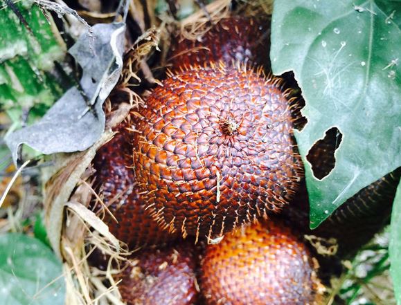 The nutritional value, efficacy and function of Snake skin Fruit when to eat Snake skin Fruit