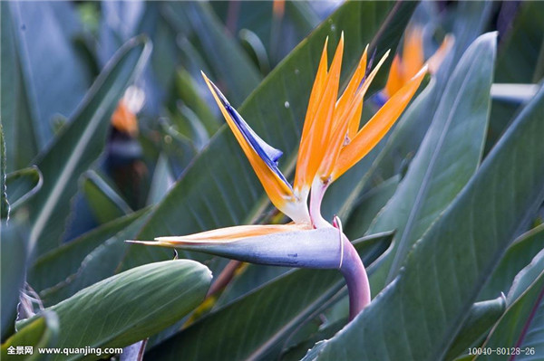 Why does the crane orchid not blossom? what is the cause? the answer is here.