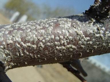 How do scale insects and their species identification come from? Are plant scale insects parasitic and harmful to humans?